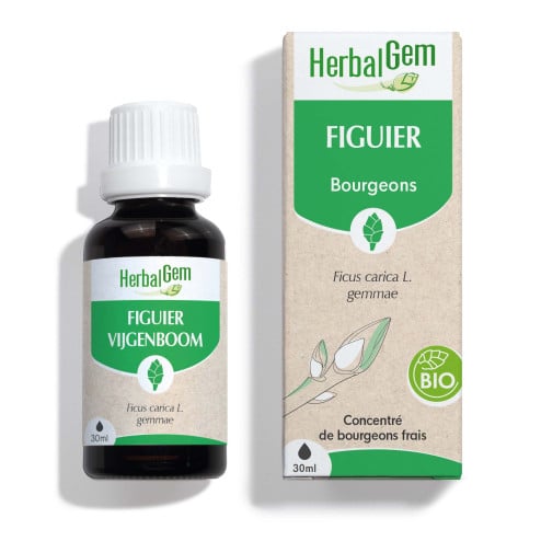 Macérat mère bourgeons de Figuier