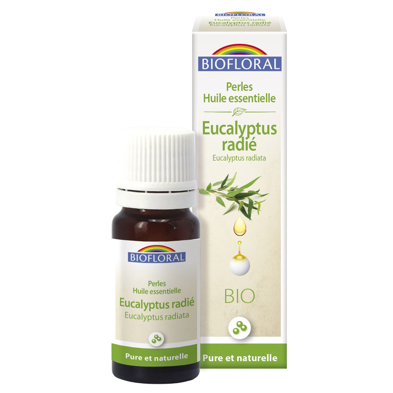 Huile essentielle bio d'Eucalyptus radie (Eucalyptus radiata)