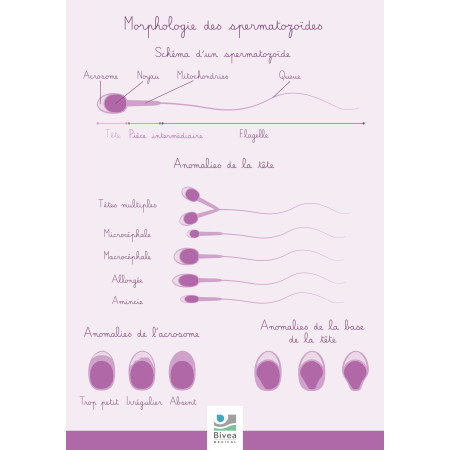 Schéma détaillant la morphologie des spermatozoïdes