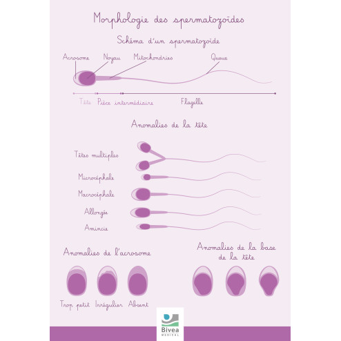 Schéma détaillant la morphologie des spermatozoïdes