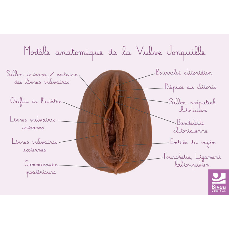 Schéma anatomique de la vulve foncé jonquille