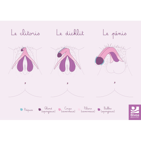 schéma anatomique du clitoris, dicklit et pénis