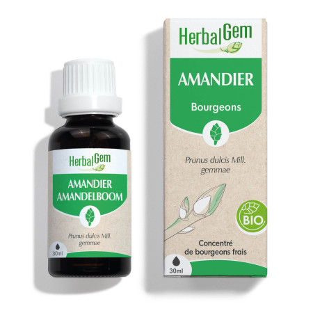 Macérat mère bourgeons d'Amandier Bio