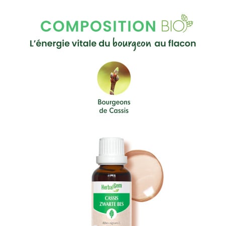 Macérat mère bourgeons de Cassis Bio