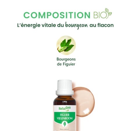 Macérat mère bourgeons de Figuier Bio