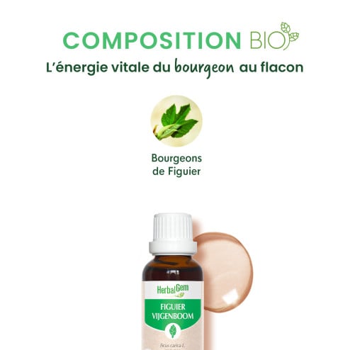 Macérat mère bourgeons de Figuier Bio