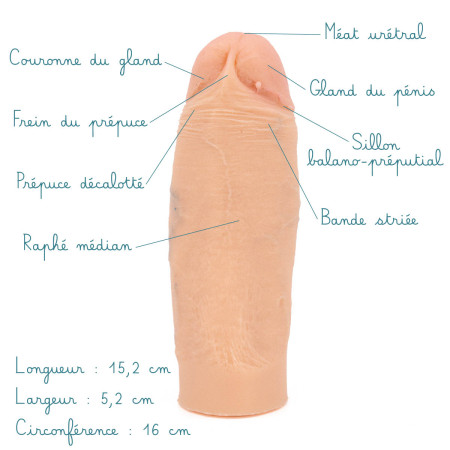 Modèle anatomique de pénis épais avec gland peu prononcé en silicone