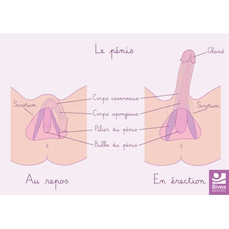 schéma du pénis au repos et en erection